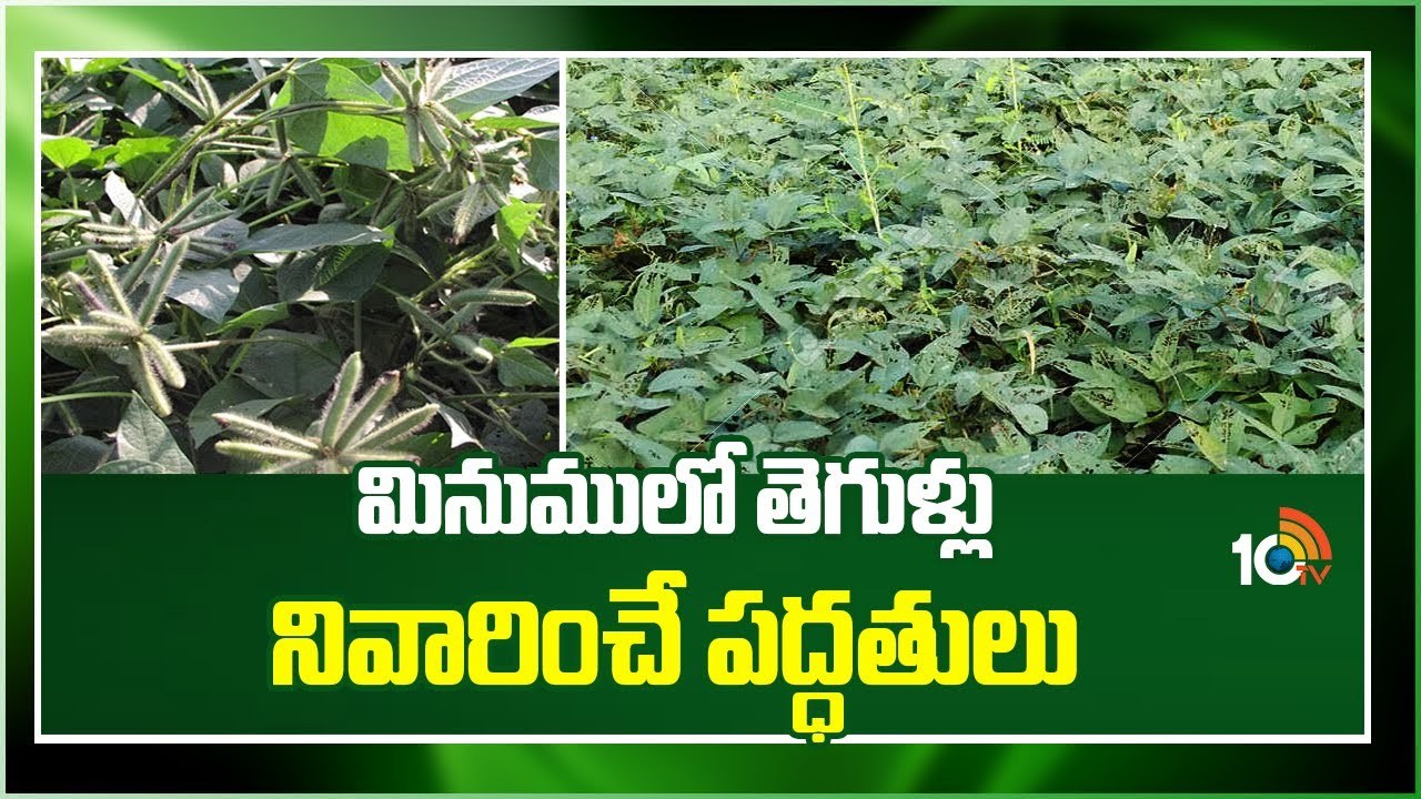 Pest Control Black Gram : మినుములో తెగుళ్ల ఉధృతి – నివారణకు సమగ్ర సస్యరక్షణ చర్యలు Pest Control Black Gram : మినుములో తెగుళ్ల ఉధృతి – నివారణకు సమగ్ర సస్యరక్షణ చర్యలు