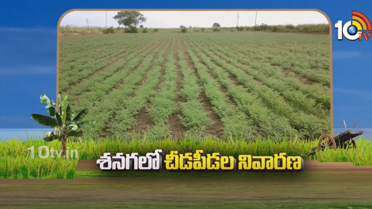 Pest Control in Chickpea : రబీ శనగ పంటలో చీడపీడల నివారణ Pest Control in Chickpea : రబీ శనగ పంటలో చీడపీడల నివారణ