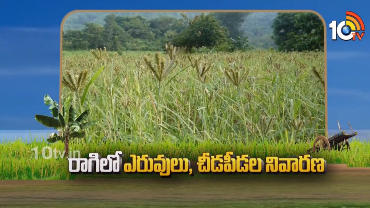 Ragi Cultivation : రాగిలో ఎరువులు, చీడపీడల నివారణ.. సమగ్ర యాజమాన్య పద్ధతులు Ragi Cultivation : రాగిలో ఎరువులు, చీడపీడల నివారణ.. సమగ్ర యాజమాన్య పద్ధతులు