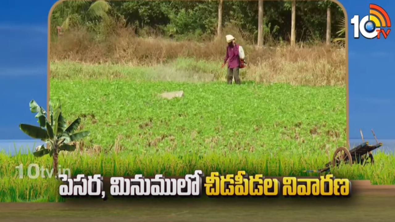 Pest Control : పెసర, మినుములో చీడపీడల నివారణ Pest Control : పెసర, మినుములో చీడపీడల నివారణ