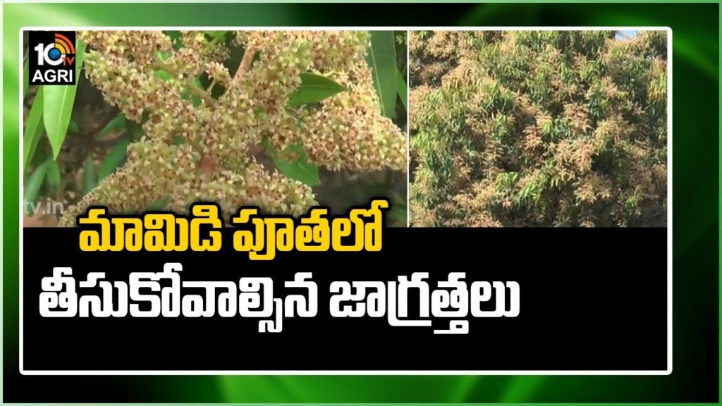 Precautions On Mango Coating