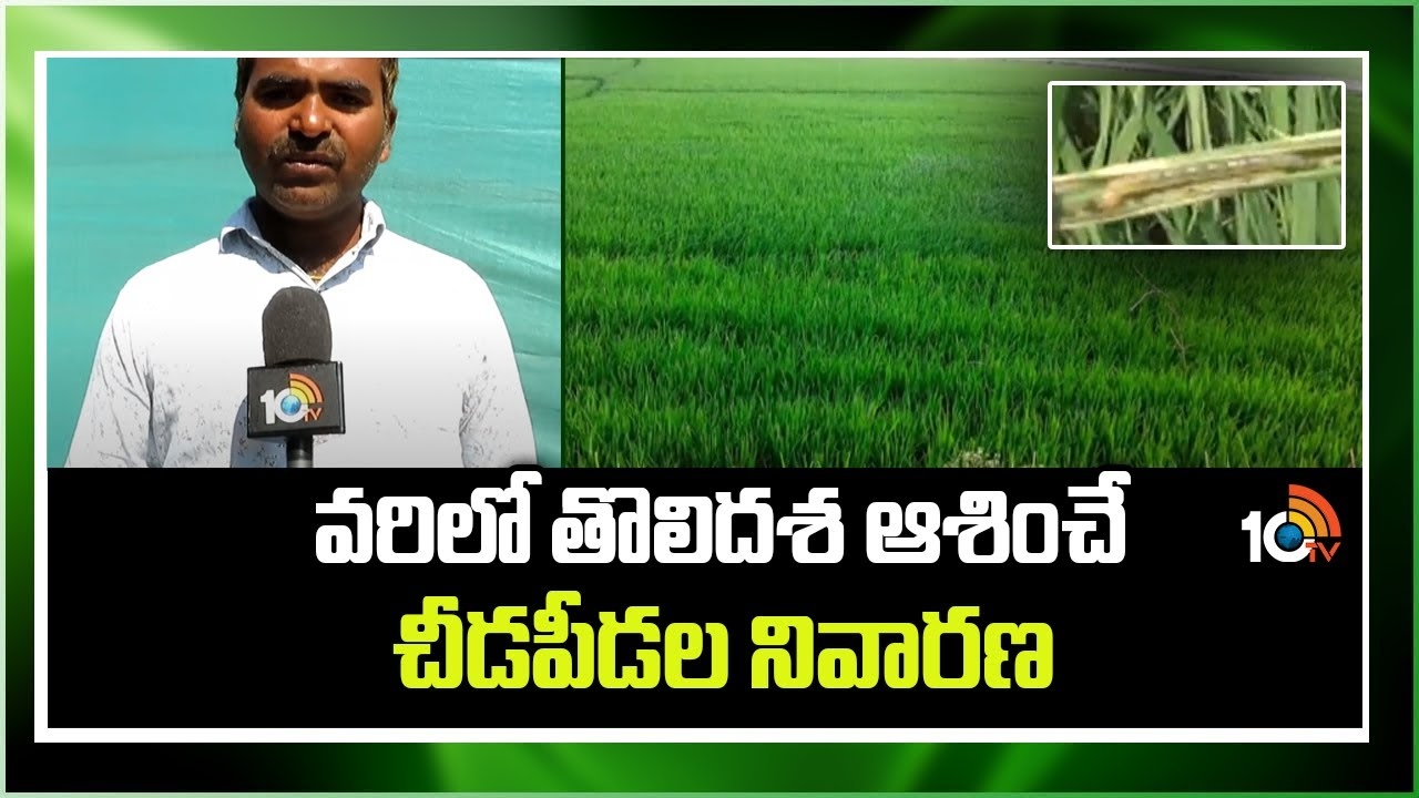 Pests In Paddy Crop : తొలిదశలో వరిపైరులో చీడపీడల ఉధృతి – నివారణకు శాస్త్రవేత్తల సూచనలు Pests In Paddy Crop : తొలిదశలో వరిపైరులో చీడపీడల ఉధృతి – నివారణకు శాస్త్రవేత్తల సూచనలు
