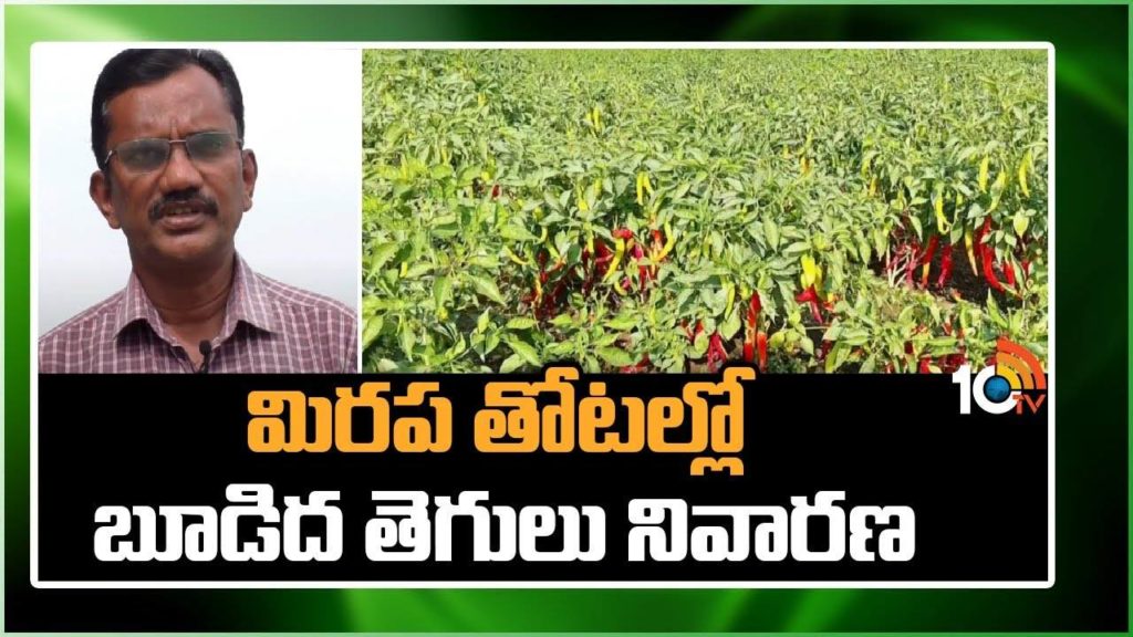 Prevention of Chilli Plantation