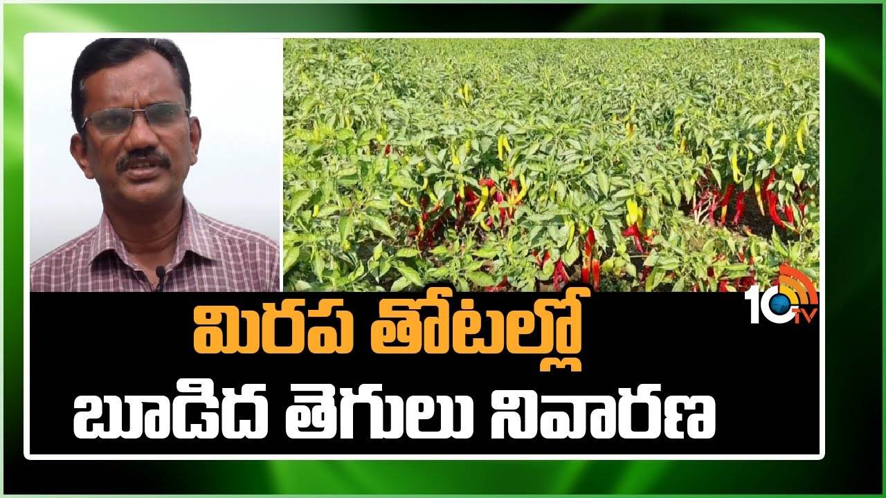 Chilli Plantation : మిరప తోటలకు బూడిద తెగులు తంటా – నివారణకు శాస్త్రవేత్తల సూచనలు Chilli Plantation : మిరప తోటలకు బూడిద తెగులు తంటా – నివారణకు శాస్త్రవేత్తల సూచనలు