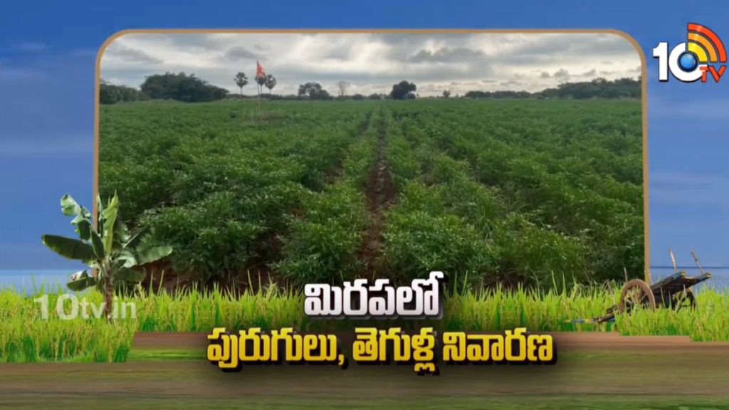 Prevention of Insects And Pests in Chilli Cultivation