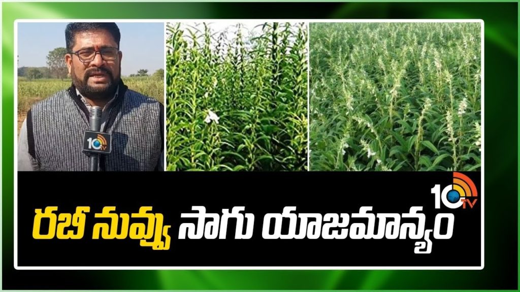Rabi Sesame seeds Cultivation in telugu states
