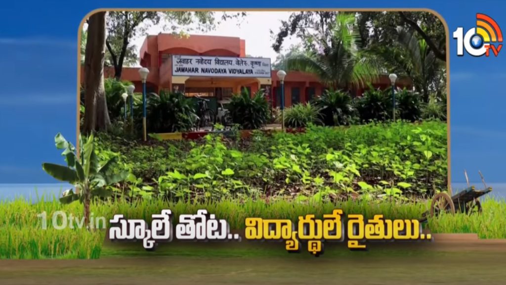 School Farming : Students Grow Their Own Vegetables in School Yards
