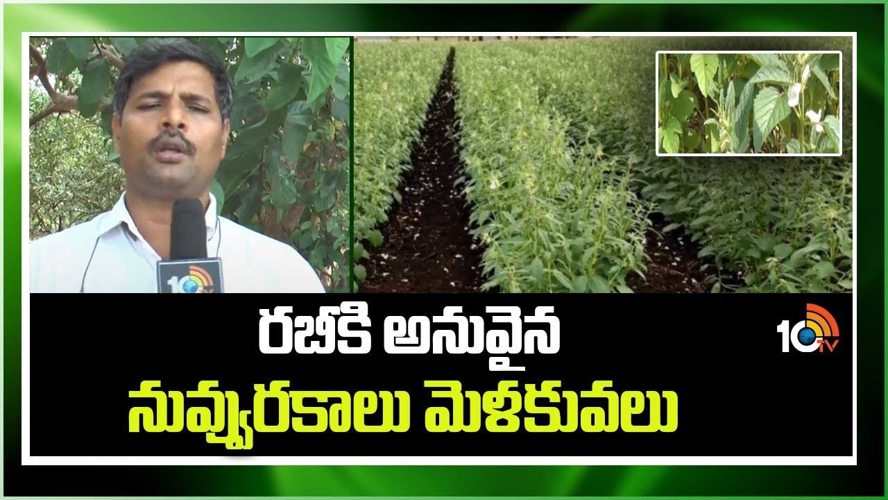 Sesame Seed Techniques : రబీకి అనువైన నువ్వు రకాలు – అధిక దిగుబడులకు శాస్త్రవేత్తల సూచనలు Sesame Seed Techniques : రబీకి అనువైన నువ్వు రకాలు – అధిక దిగుబడులకు శాస్త్రవేత్తల సూచనలు