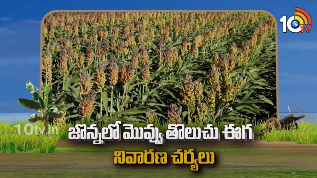 Sorghum Aphid Fly Prevention