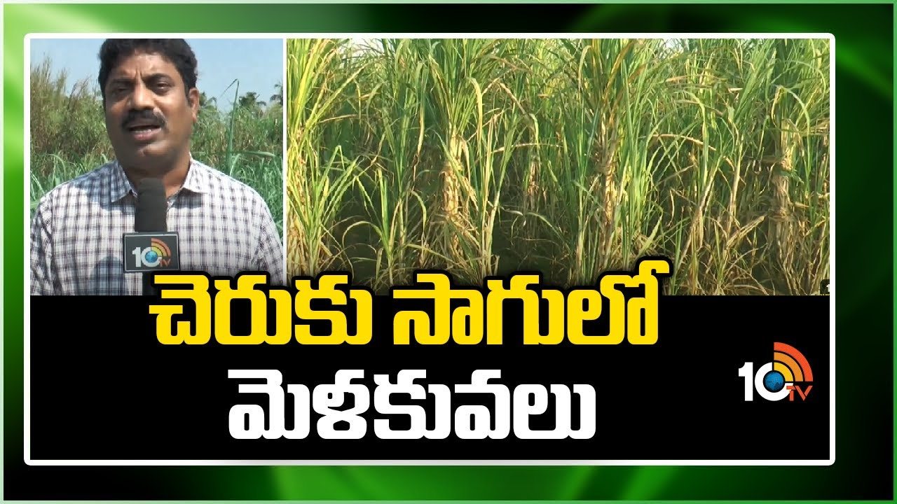 Sugarcane Cultivation Techniques : చెరకు సాగులో మెళకువలు.. అధిక దిగుబడుల కోసం మేలైన యాజమాన్యం Sugarcane Cultivation Techniques : చెరకు సాగులో మెళకువలు.. అధిక దిగుబడుల కోసం మేలైన యాజమాన్యం