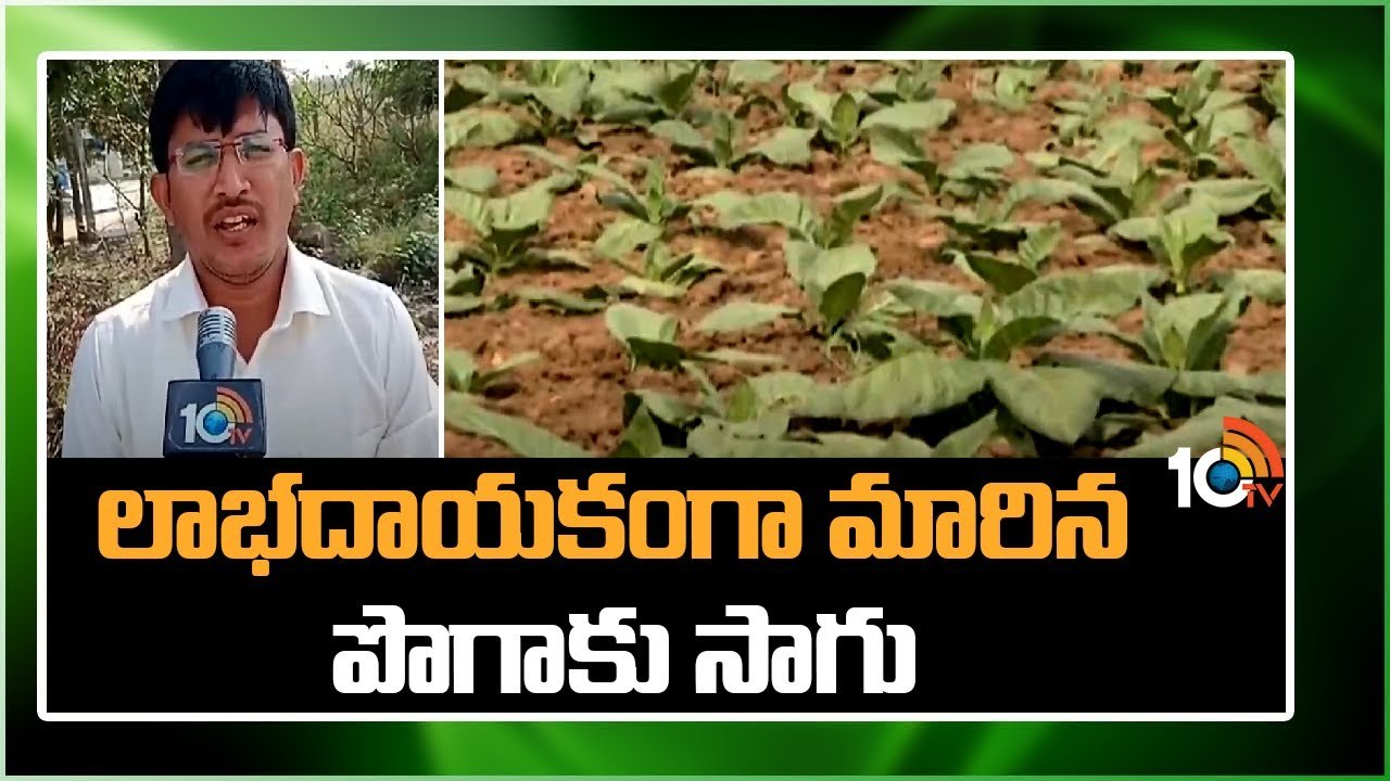 Tobacco Leaves Cultivation : లాభదాయకంగా మారిన పొగాకు సాగు Tobacco Leaves Cultivation : లాభదాయకంగా మారిన పొగాకు సాగు