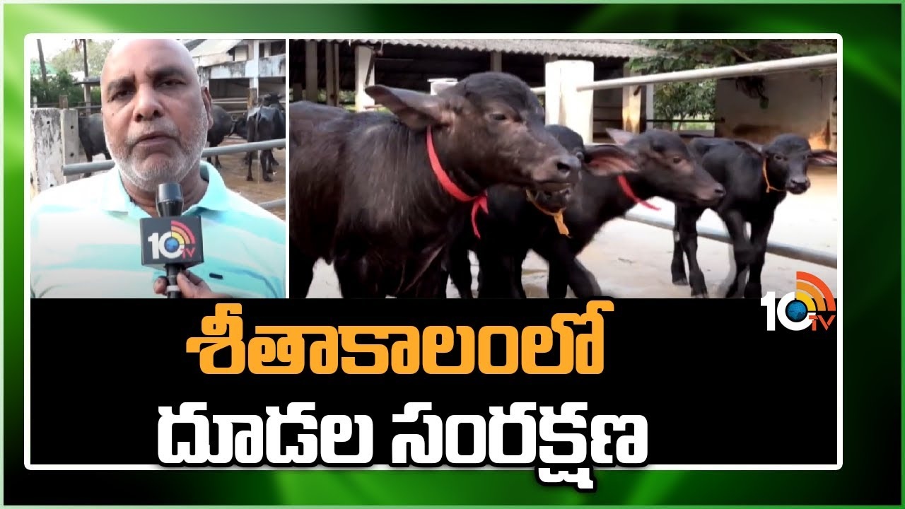 Winter Calf Management : శీతాకాలంలో దూడల సంరక్షణ.. తీసుకోవాల్సిన జాగ్రత్తలు Winter Calf Management : శీతాకాలంలో దూడల సంరక్షణ.. తీసుకోవాల్సిన జాగ్రత్తలు