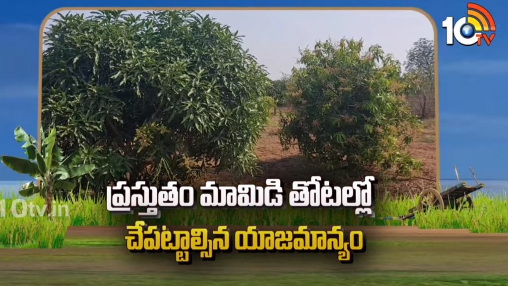mango-farming-cultivation-and-techniques
