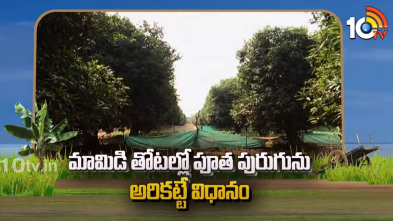 Mango Farming Cultivation : మామిడి తోటల్లో పూత పురుగును అరికట్టే విధానం Mango Farming Cultivation : మామిడి తోటల్లో పూత పురుగును అరికట్టే విధానం