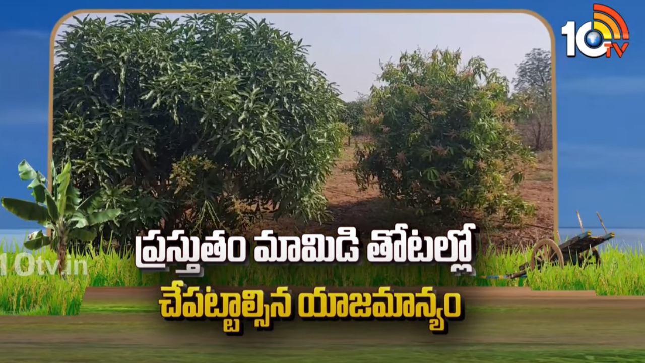 Mango Farming : పూత, పిందె దశలో మామిడి తోటలు.. చేపట్టాల్సిన యాజమాన్యం Mango Farming : పూత, పిందె దశలో మామిడి తోటలు.. చేపట్టాల్సిన యాజమాన్యం