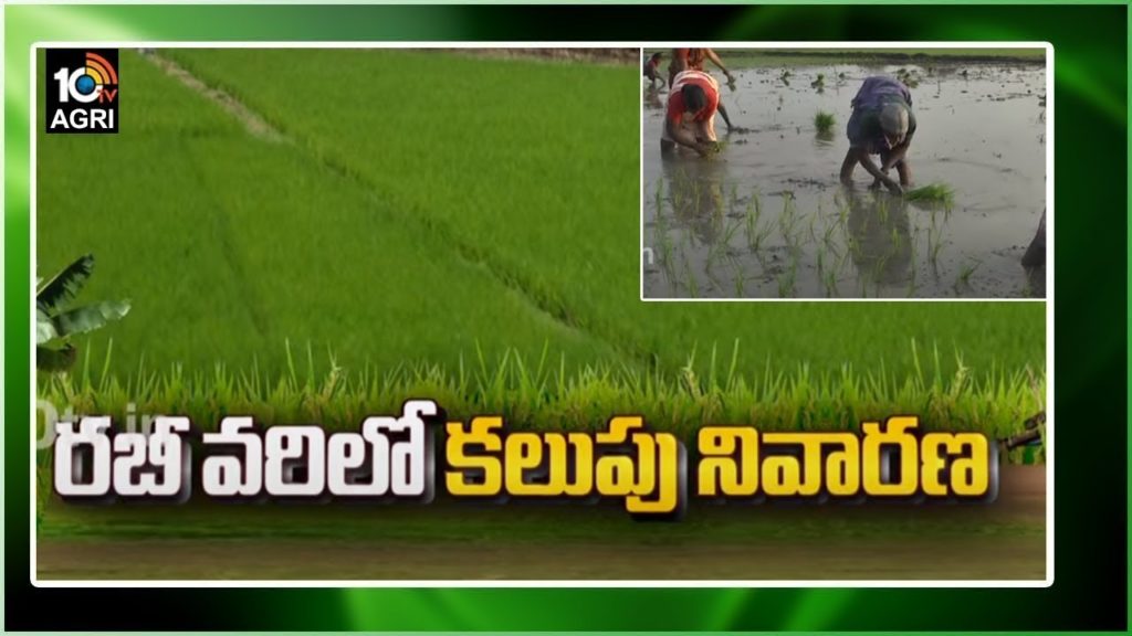 rice weed control strategies in agriculture