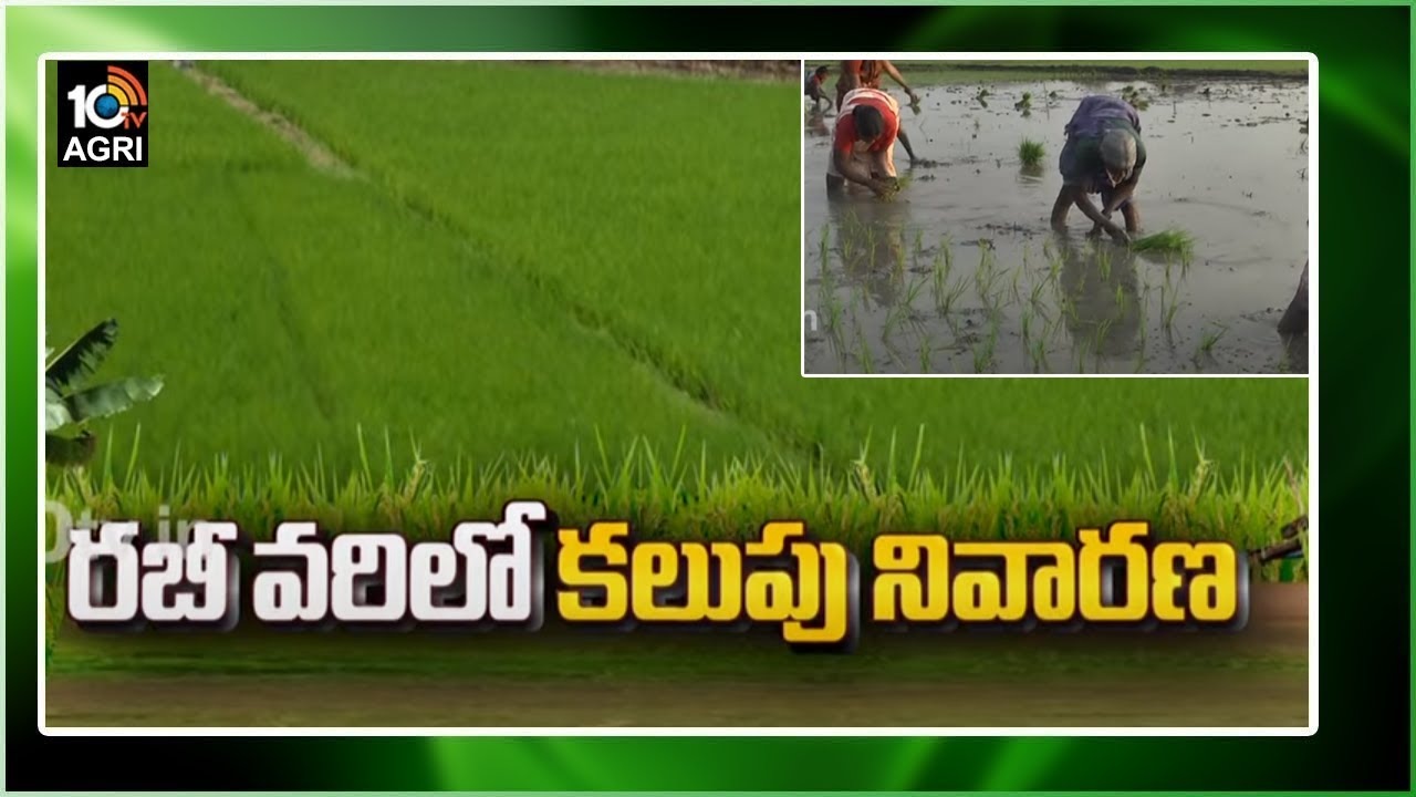 Paddy Weed Control : రబీ వరిలో కలుపు యాజమాన్యం – తొలిదశలోనే నివారిస్తే అధిక దిగుబడులు Paddy Weed Control : రబీ వరిలో కలుపు యాజమాన్యం – తొలిదశలోనే నివారిస్తే అధిక దిగుబడులు