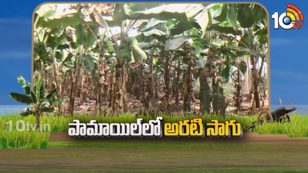 Bananna Cultivation : ఆయిల్ ఫాంలో అంతర పంటగా అరటి సాగు Bananna Cultivation : ఆయిల్ ఫాంలో అంతర పంటగా అరటి సాగు