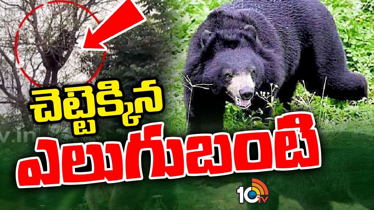 Bear Hulchul Karimnagar District : మానకొండూరులో ఎలుగుబంటి హల్చల్.. భయాందోళనలో స్థానిక ప్రజలు Bear Hulchul Karimnagar District : మానకొండూరులో ఎలుగుబంటి హల్చల్.. భయాందోళనలో స్థానిక ప్రజలు
