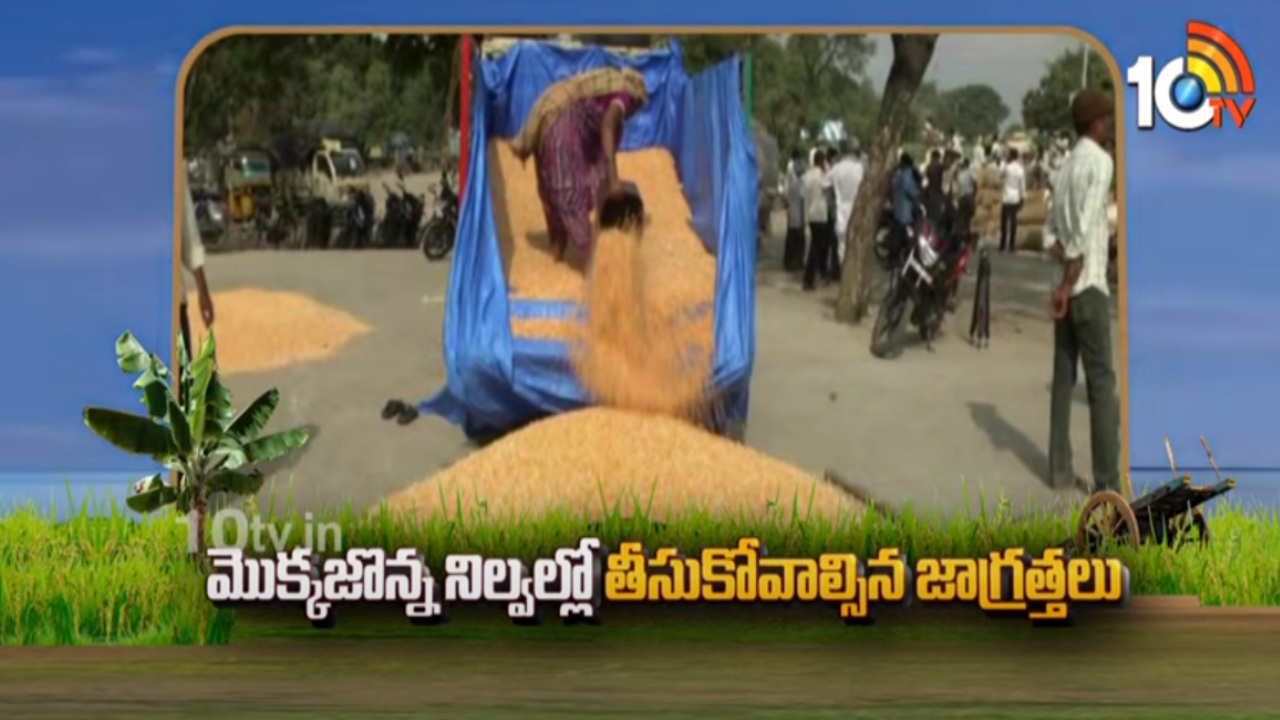 Corn Cultivation Tips : మొక్కజొన్న నిల్వల్లో తీసుకోవాల్సిన జాగ్రత్తలు Corn Cultivation Tips : మొక్కజొన్న నిల్వల్లో తీసుకోవాల్సిన జాగ్రత్తలు