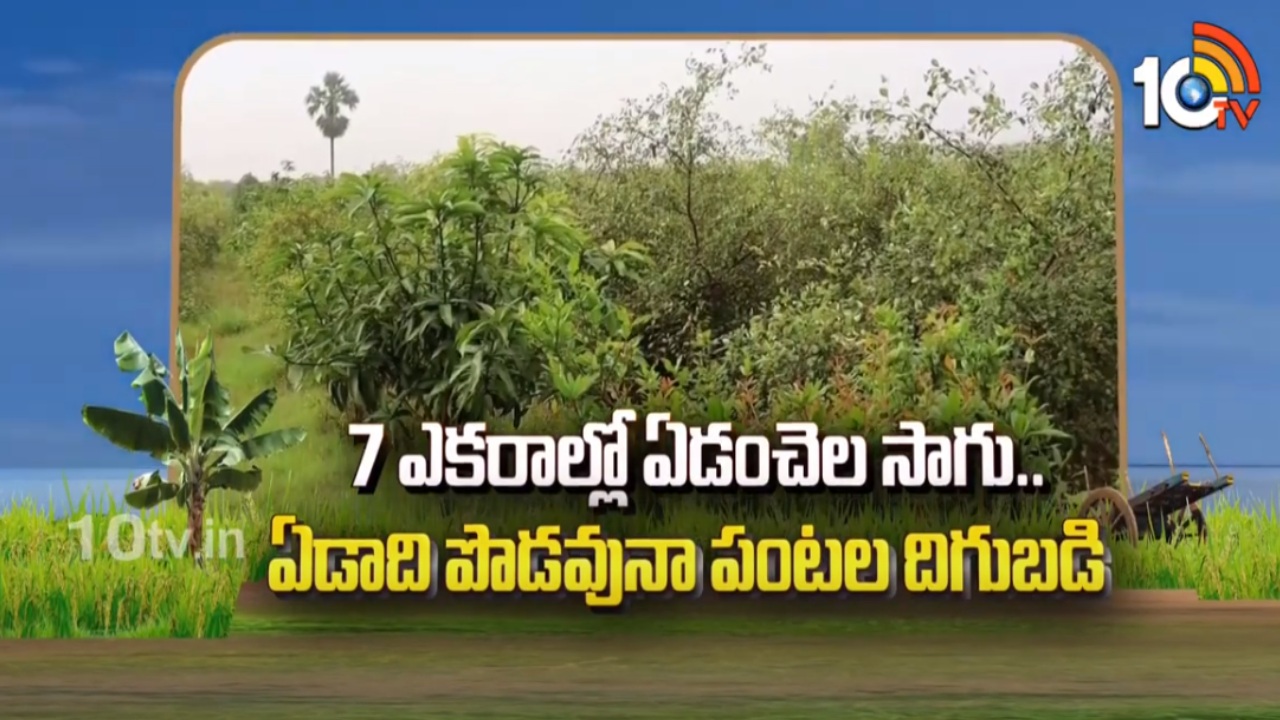 Crop Cultivation Techniques : 7 ఎకరాల్లో ఏడంచెల సాగు.. ఏడాది పొడవునా పంటల దిగుబడి Crop Cultivation Techniques : 7 ఎకరాల్లో ఏడంచెల సాగు.. ఏడాది పొడవునా పంటల దిగుబడి