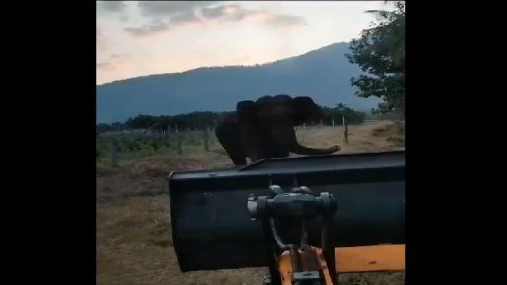 Elephant