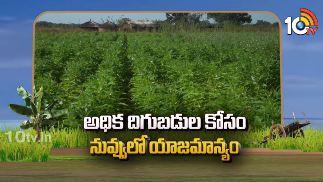 Farming Sesame Seeds : అధిక దిగుబడుల కోసం నువ్వులో యాజమాన్యం Farming Sesame Seeds : అధిక దిగుబడుల కోసం నువ్వులో యాజమాన్యం