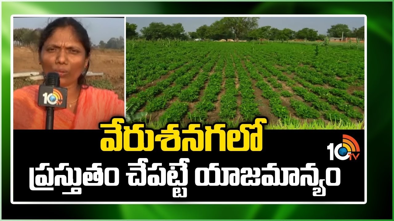Ground Nut Farming : వేరుశనగలో ప్రస్తుతం చేపట్టే యాజమాన్యం Ground Nut Farming : వేరుశనగలో ప్రస్తుతం చేపట్టే యాజమాన్యం