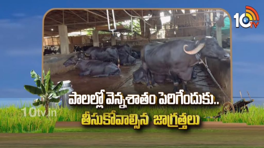How To Feed for Milk Fat Production and Precautions in Cattle