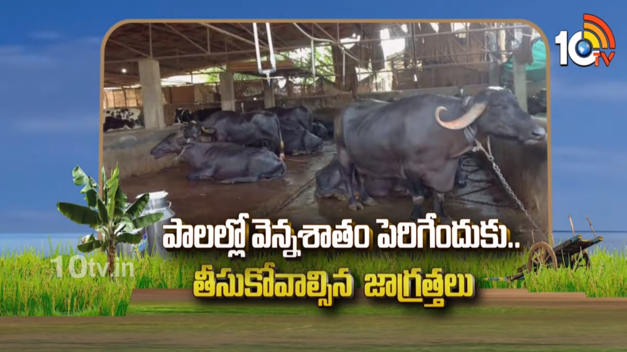 Milk Fat Production : ముదురుతున్న ఎండలు.. పాలలో వెన్న శాతం పెరిగేందుకు తీసుకోవాల్సిన జాగ్రత్తలు Milk Fat Production : ముదురుతున్న ఎండలు.. పాలలో వెన్న శాతం పెరిగేందుకు తీసుకోవాల్సిన జాగ్రత్తలు