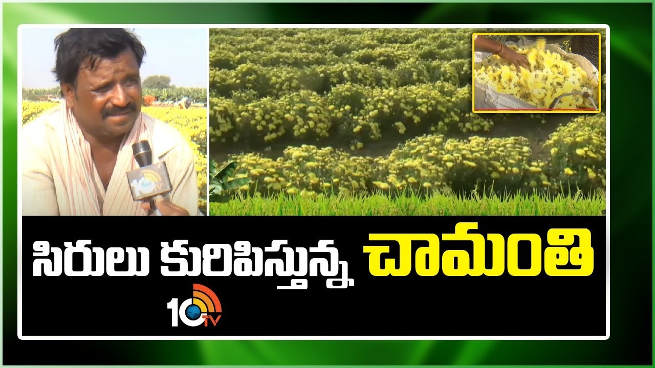 Chrysanthemum Cultivation : సిరులు కురిపిస్తున్న చామంతి పూల సాగు Chrysanthemum Cultivation : సిరులు కురిపిస్తున్న చామంతి పూల సాగు