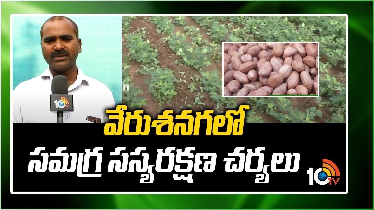 Pest Management in Groundnut : వేరుశనగలో సమగ్ర సస్యరక్షణ చర్యలు.. నివారణకు శాస్త్రవేత్తల సూచనలు Pest Management in Groundnut : వేరుశనగలో సమగ్ర సస్యరక్షణ చర్యలు.. నివారణకు శాస్త్రవేత్తల సూచనలు