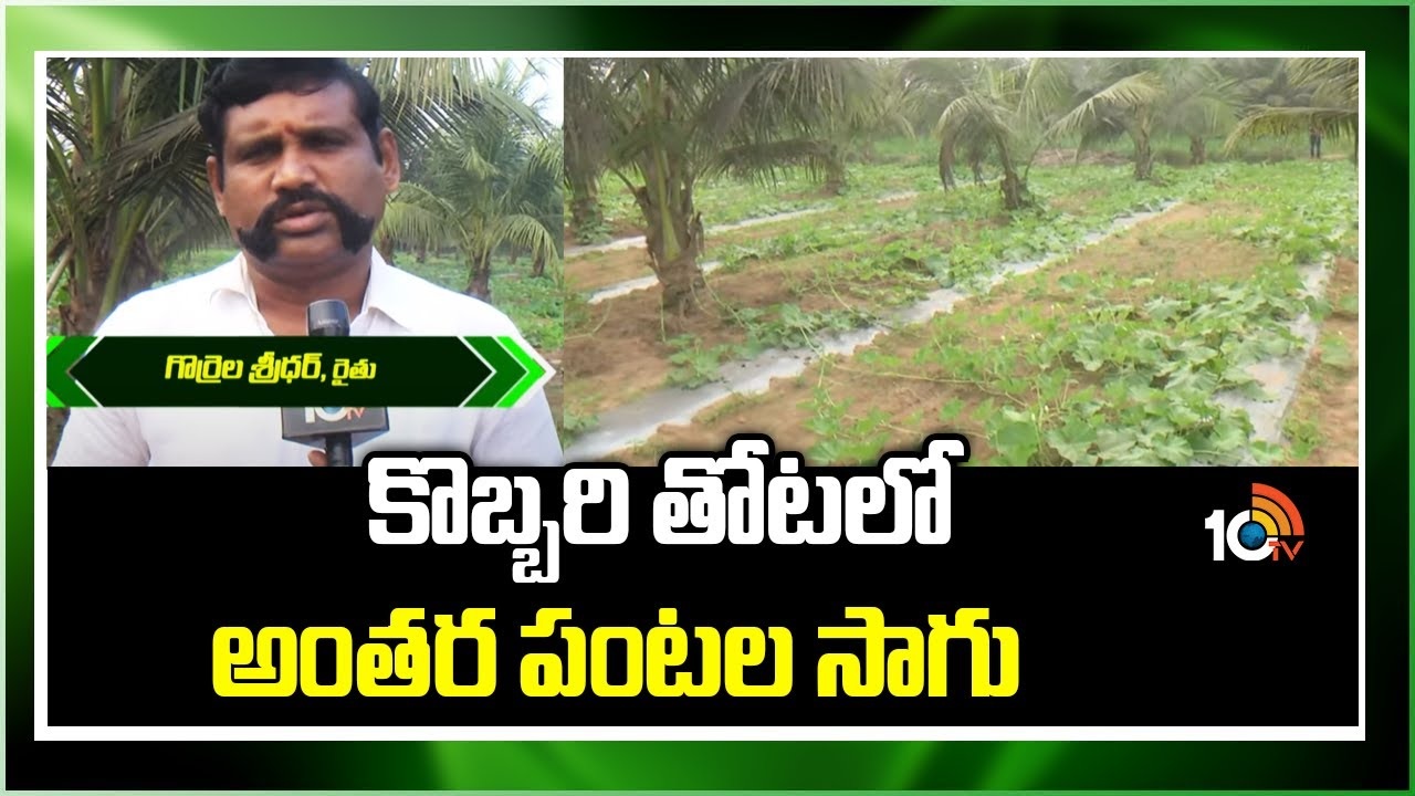 Coconut Plantation : కొబ్బరి తోటలో అంతర పంటలతో అదనపు ఆదాయం పొందుతున్న రైతు Coconut Plantation : కొబ్బరి తోటలో అంతర పంటలతో అదనపు ఆదాయం పొందుతున్న రైతు