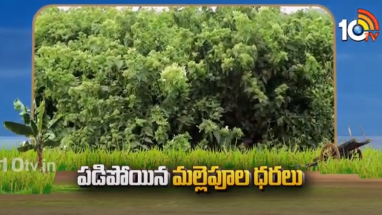 Jasmine Price Drops : మరింత పడిపోయిన మల్లెపూల ధరలు.. కన్నీరు పెడుతున్న రైతులు Jasmine Price Drops : మరింత పడిపోయిన మల్లెపూల ధరలు.. కన్నీరు పెడుతున్న రైతులు