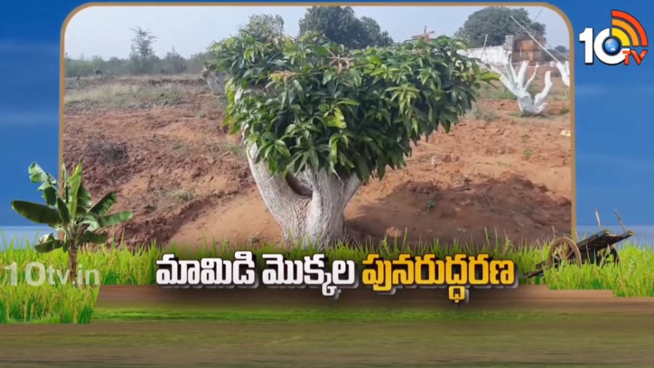 Mango Cultivation : ముదురు మామిడి తోటల్లో పునరుద్ధరణ Mango Cultivation : ముదురు మామిడి తోటల్లో పునరుద్ధరణ