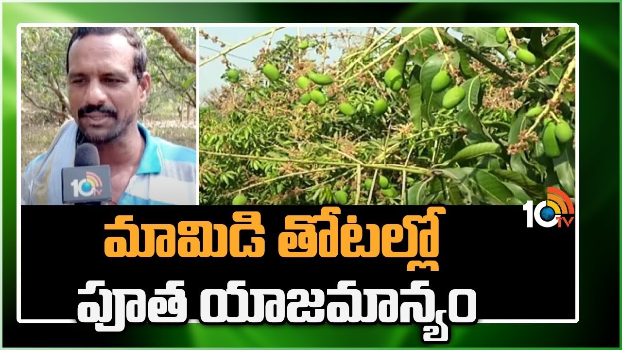 Mango Farming Beginners : మామిడి తోటల్లో పూత యాజమాన్యం.. తొలిదశలోనే అరికట్టాలంటే? Mango Farming Beginners : మామిడి తోటల్లో పూత యాజమాన్యం.. తొలిదశలోనే అరికట్టాలంటే?