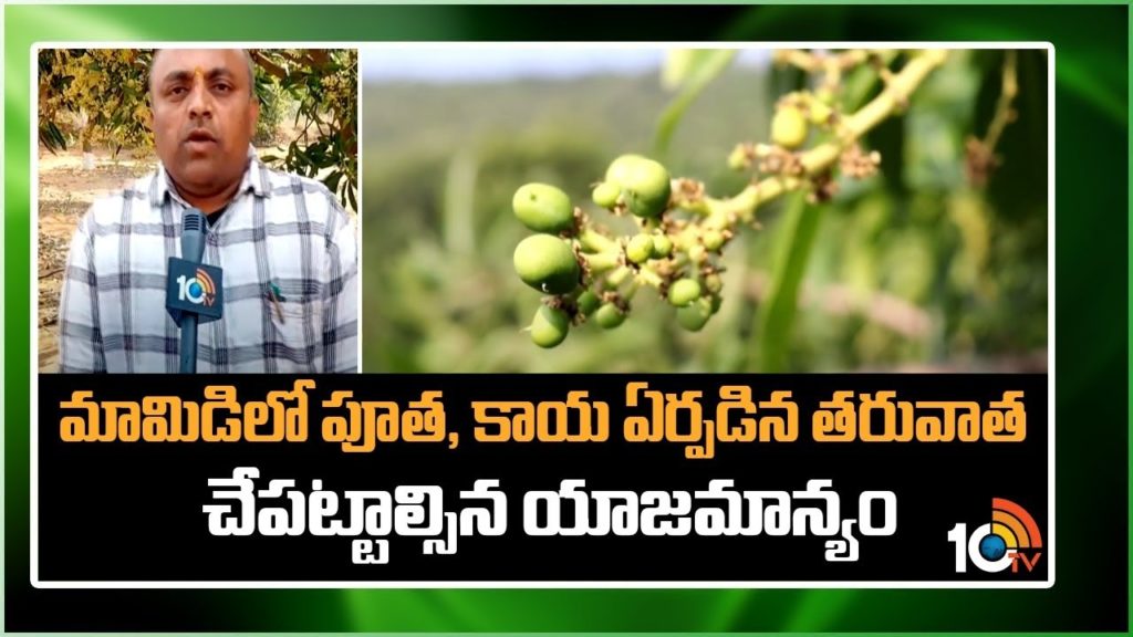 Measures to prevent fruit retention in mango Cultivation