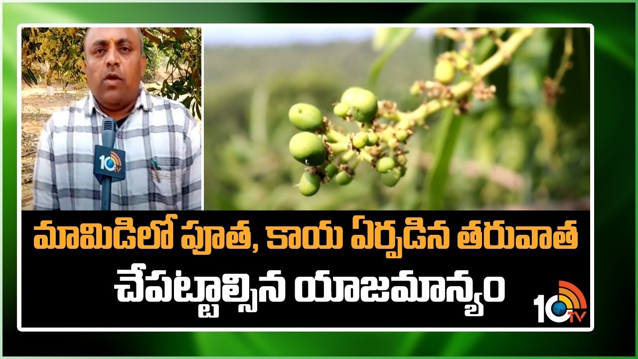 Mango Cultivation : మామిడిలో పూత, కాయ నిలిచేందుకు చేపట్టాల్సిన చర్యలు Mango Cultivation : మామిడిలో పూత, కాయ నిలిచేందుకు చేపట్టాల్సిన చర్యలు