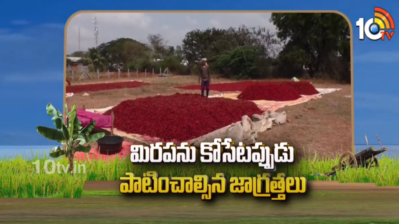 Mirchi Crop Cultivation : మిరపను కోసేటప్పుడు పాటించాల్సిన జాగ్రత్తలు Mirchi Crop Cultivation : మిరపను కోసేటప్పుడు పాటించాల్సిన జాగ్రత్తలు