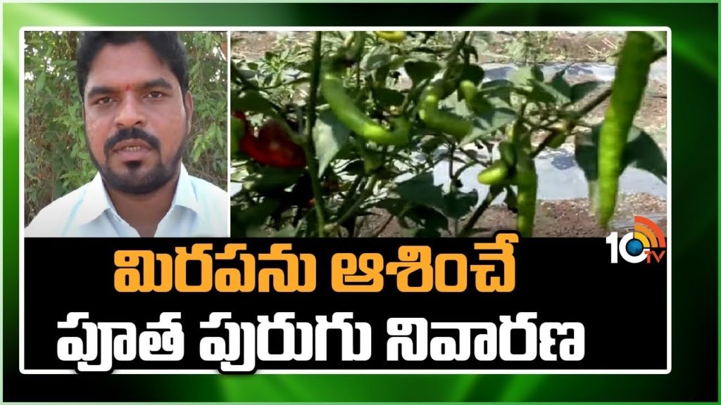 Mirchi Cultivation