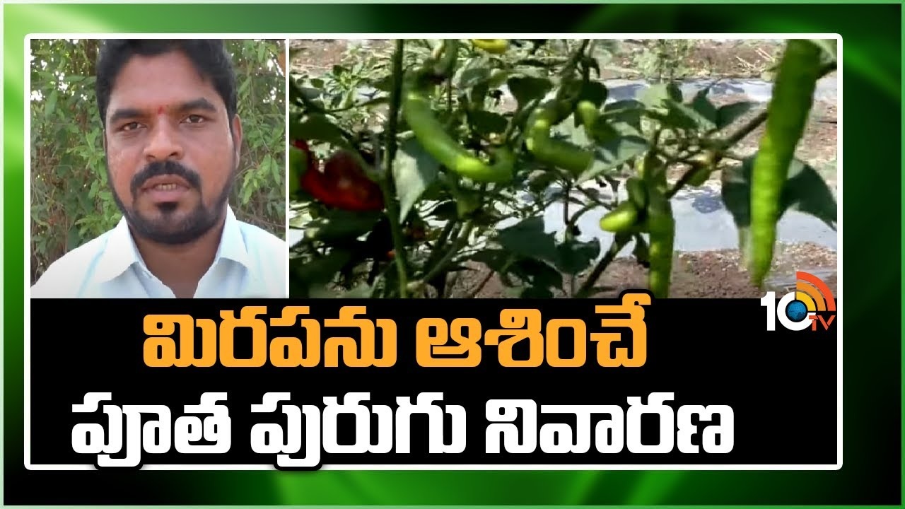 Mirchi Cultivation : మిరపను ఆశించే పూత పురుగు నివారణ Mirchi Cultivation : మిరపను ఆశించే పూత పురుగు నివారణ