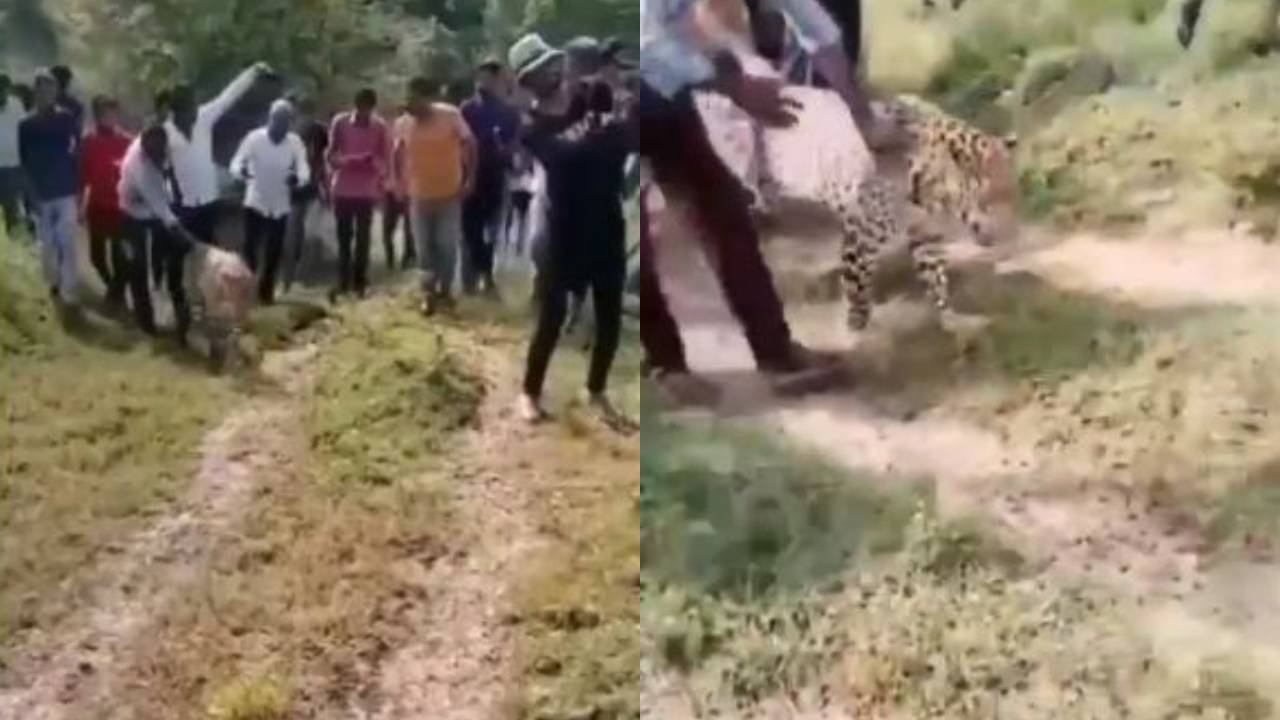 Bihar : మద్యం సేవించిన చిరుత.. పులినన్న సంగతి మర్చిపోయి ఏం చేసిందో తెలుసా? వీడియో వైరల్ Bihar : మద్యం సేవించిన చిరుత.. పులినన్న సంగతి మర్చిపోయి ఏం చేసిందో తెలుసా? వీడియో వైరల్