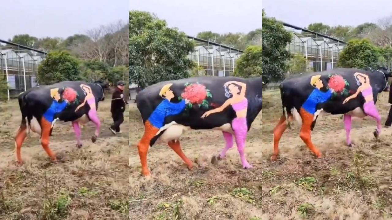 Viral Video : వాలంటైన్స్ డే రోజు ఈ వింత చూసారా? ఈ ఆవుకి రంగేసి.. Viral Video : వాలంటైన్స్ డే రోజు ఈ వింత చూసారా? ఈ ఆవుకి రంగేసి..