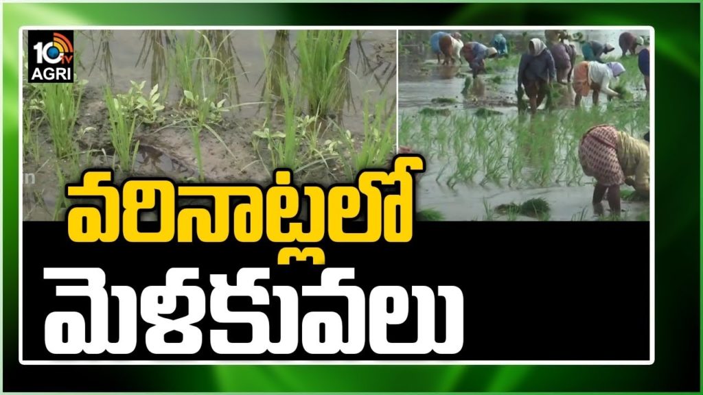 Paddy Cultivation
