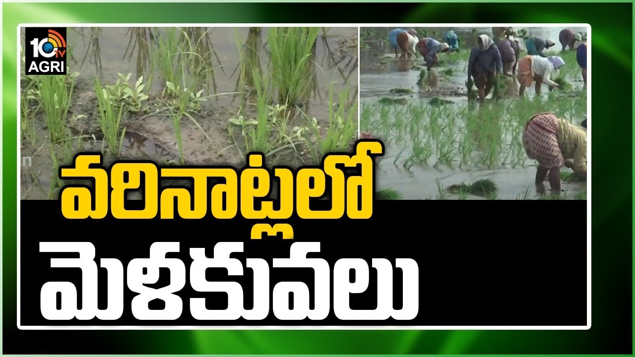 Paddy Cultivation : రబీ వరినాట్లలో మేలైన జాగ్రత్తలు.. వరిసాగు యాజమాన్యం Paddy Cultivation : రబీ వరినాట్లలో మేలైన జాగ్రత్తలు.. వరిసాగు యాజమాన్యం
