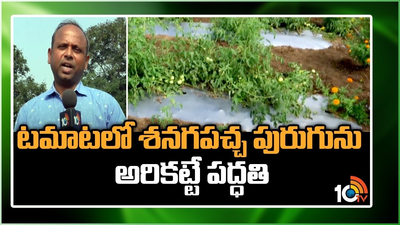 Tomato Crop : టమాట తోటల్లో శనిగ పచ్చపురుగుల అరికట్టే పద్ధతి Tomato Crop : టమాట తోటల్లో శనిగ పచ్చపురుగుల అరికట్టే పద్ధతి