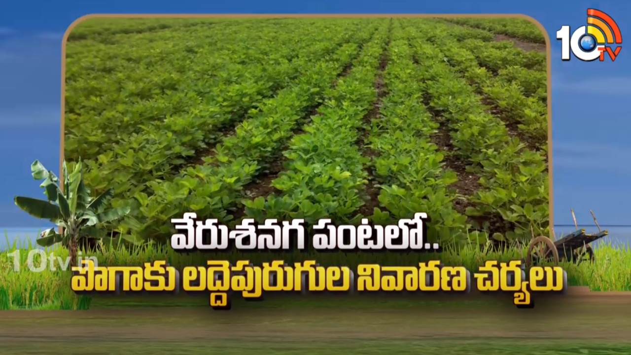 Groundnut Crop : వేరుశనగ పంటలో.. పొగాకు లద్దెపురుగుల నివారణ చర్యలు Groundnut Crop : వేరుశనగ పంటలో.. పొగాకు లద్దెపురుగుల నివారణ చర్యలు