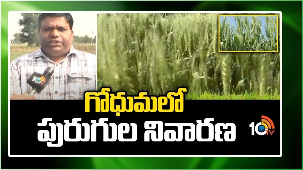 Pest Control in Wheat