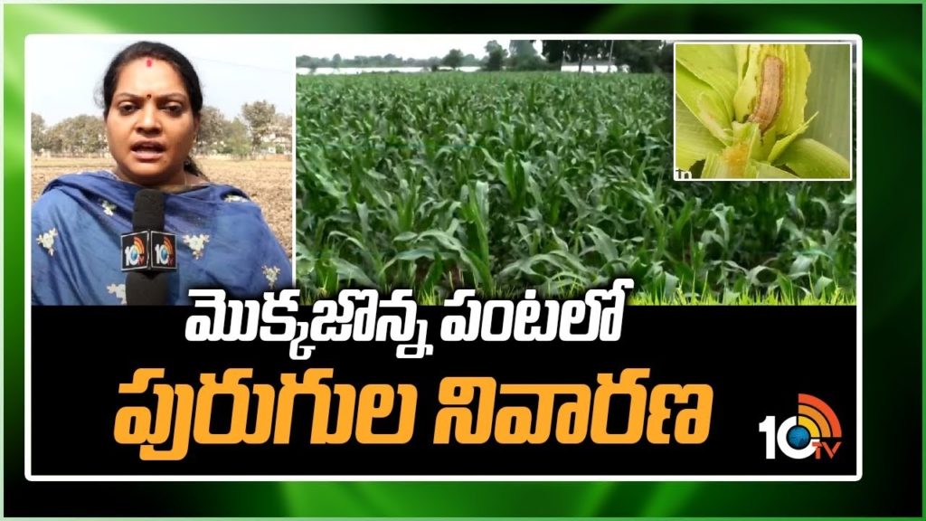 Pest control in maize crop