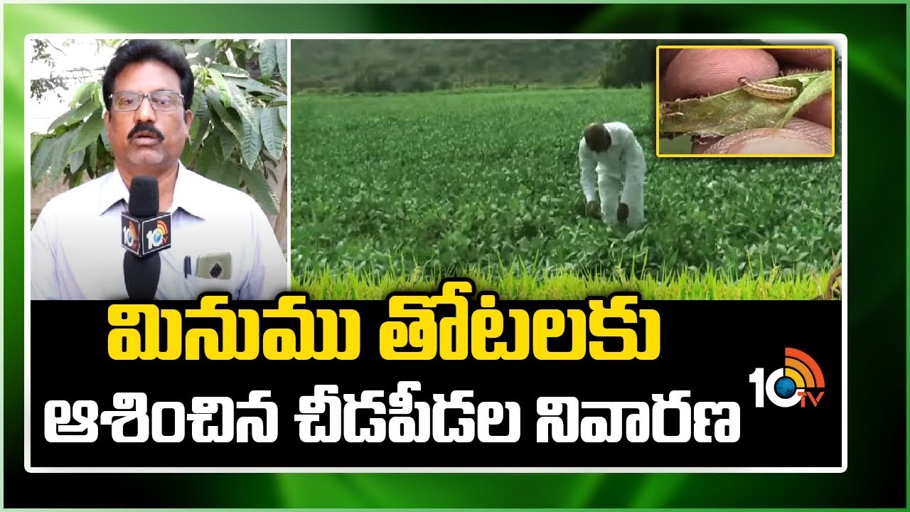 Prevention Of Pests : మినుము తోటలకు ఆశించిన చీడపీడల నివారణ Prevention Of Pests : మినుము తోటలకు ఆశించిన చీడపీడల నివారణ